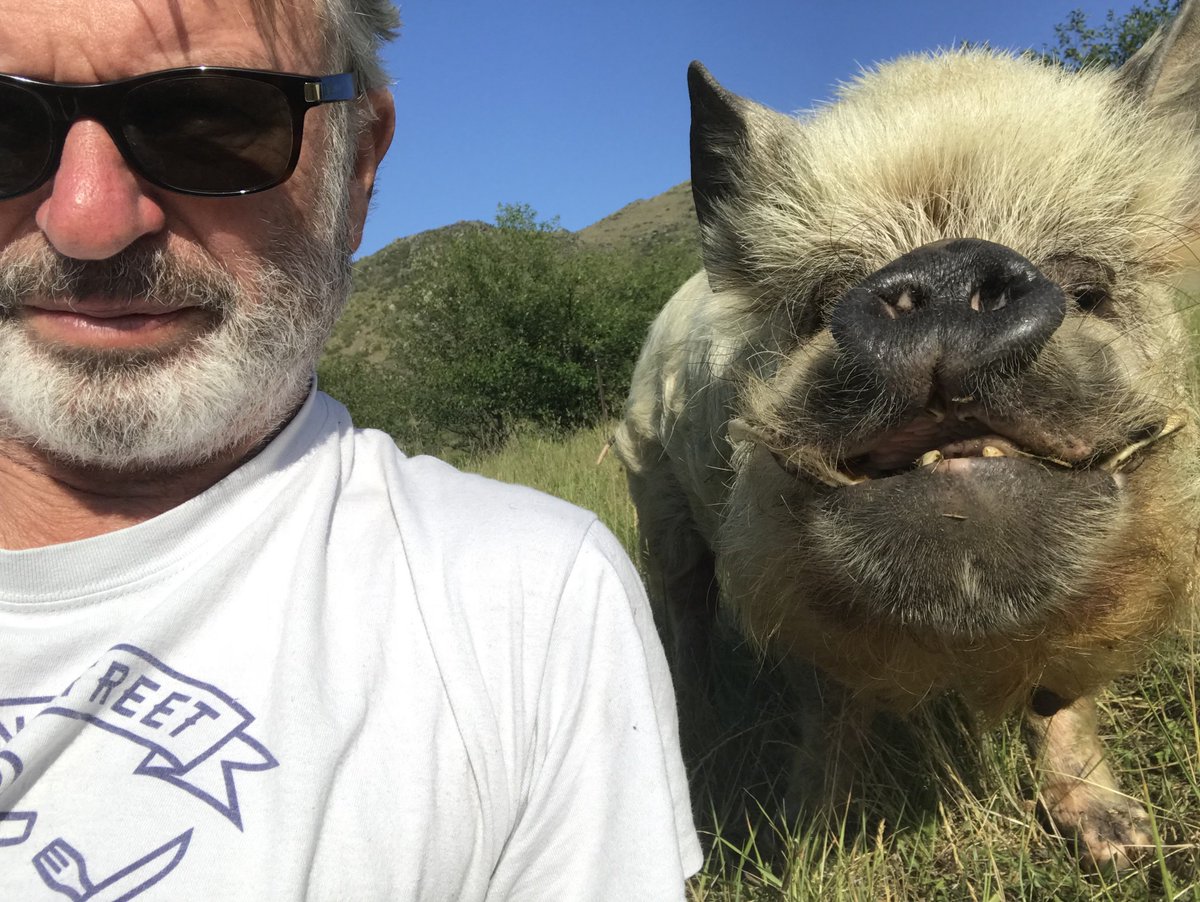 TwoPaddocks's tweet photo. They say you end up looking like your pets. This is entirely incorrect. Mine are looking more like ME every day. #HandsomePig #SeasonsTweetings #SeasonsGreetings from us. https://t.co/vVJedj6oAw