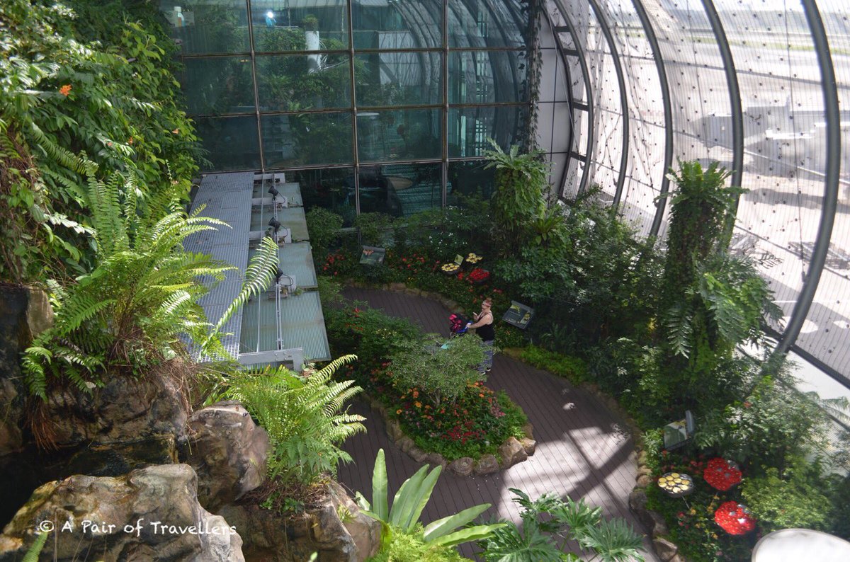A Pair Of Travellers On Twitter The Butterfly Garden Changi Airport Butterfly Butterflys Butterlygarden Singapore Changi Visitsingapore Singaporeinsta Singaporeinsiders Loves Singapore Sgig Sg Asia Exploresg Exploresingapore