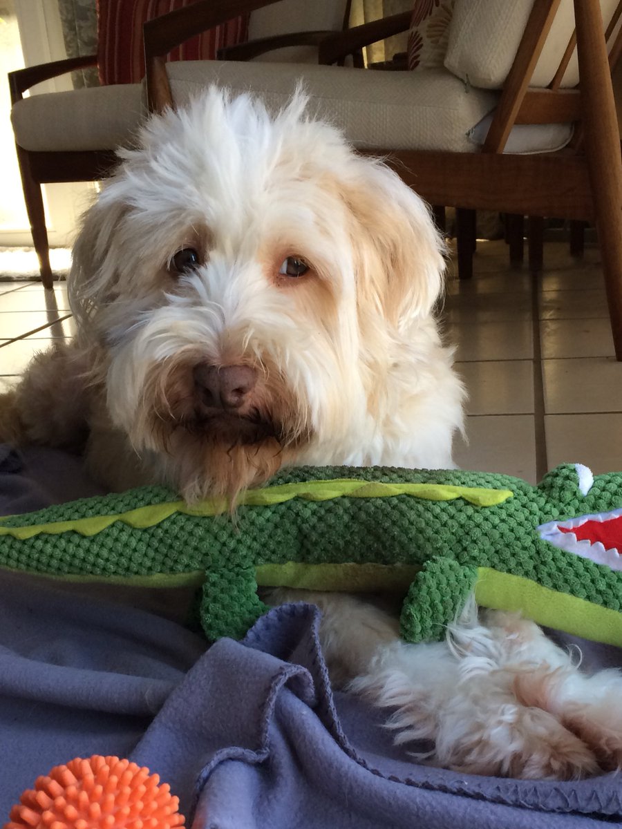 My mom just got engaged and this guy is going to be my step-brother. Mom thinks he’s a beagle mix...#Spencer #greathair