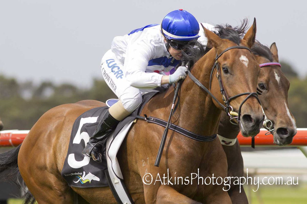 terry_hann's tweet photo. @KaylaCrowther2 set the course and piloted Bomber Bob to a successful mission at Strathalbyn, taking out the Strathalbyn Cup February 4th / SABOIS Maiden Plate by ยพ length. https://t.co/98LX5Gkz15