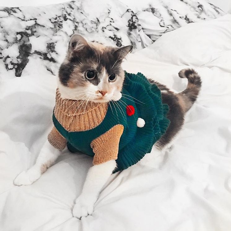 hmphilippines's tweet photo. Another kind of look for your beloved cats - shop for the prrrfect Christmas gifts at H&M! #HMHappyGiving https://t.co/1wEo051Fe8