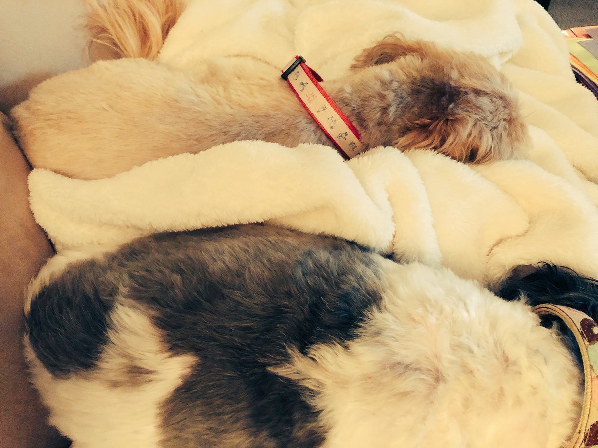 katiepatt4's tweet photo. Who needs a weighted blanket when you have these? 😋 #butistillwantone #santapleaseivebeengood🎅🏼❤️🤗 https://t.co/8vpU8cG6yi