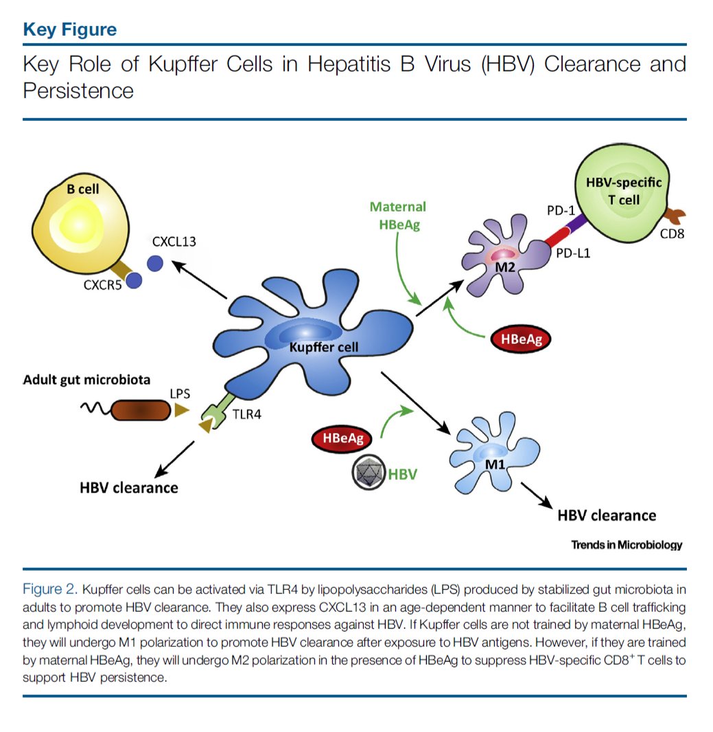 Henry E Chang En Twitter A Great Review Article On Mechanisms Of Hepatitis B Virus Persistence Https T Co Se2t4zel0o Drs Kuen Nan Tsai Cheng Fu Kuo Jing Hsiung James Ou Keckmedusc Hbv Hepb Hepatitisb Https T Co A1mpahjbfg Henry E Chang En Twitter A Great Review Article On Mechanisms Of Hepatitis B Virus Persistence Https T Co Se2t4zel0o Drs Kuen Nan Tsai Cheng Fu Kuo Jing Hsiung James Ou Keckmedusc Hbv Hepb Hepatitisb Https T Co A1mpahjbfg