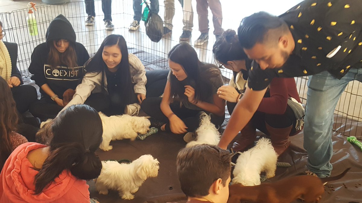 smusd_hs's tweet photo. A PASSEL OF PUPPY PALS TO DE-STRESS B4 THE BIG TEST! #finalswegotthis #Titans #SMHS https://t.co/C78lEtFaJf