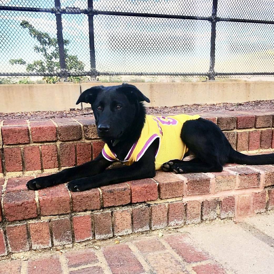 ru_apd's tweet photo. ΑΦΔ PUPPY OVERLOAD! 🐶 #studybreak https://t.co/FUXknJjKP3