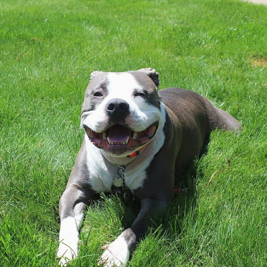 ΑΦΔ PUPPY OVERLOAD! 🐶 #studybreak