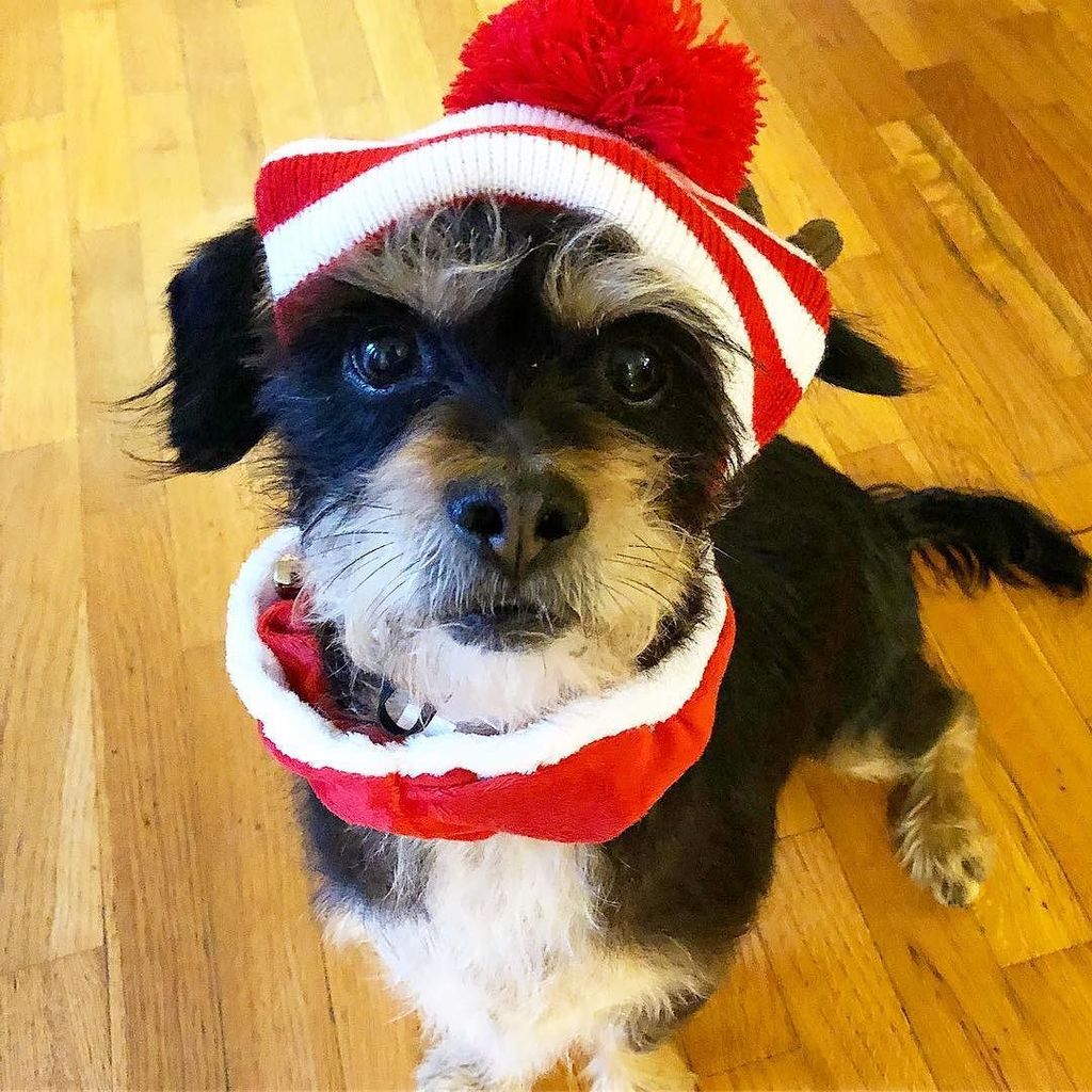 terrierbimby's tweet photo. Because it’s below 70 in LA. ❄️⛄️ #bimby #dog #dogs #dogsofinstagram #pets #petsofinstagram #petstagram #dogsofweho #wehodogs #weho #westhollywood #rescue #rescuedog #rescuepet #adoptdontshop https://t.co/P71JFVbys8 https://t.co/8PZxOvl2xQ