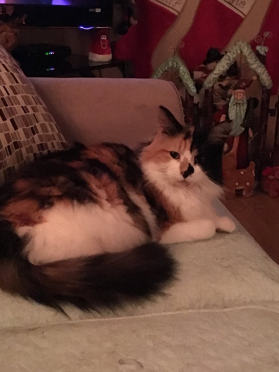 AngieSaldon's tweet photo. Mamma’s pretty girl hanging out 💕🐾💕🐾 https://t.co/fF0NjDbGPx