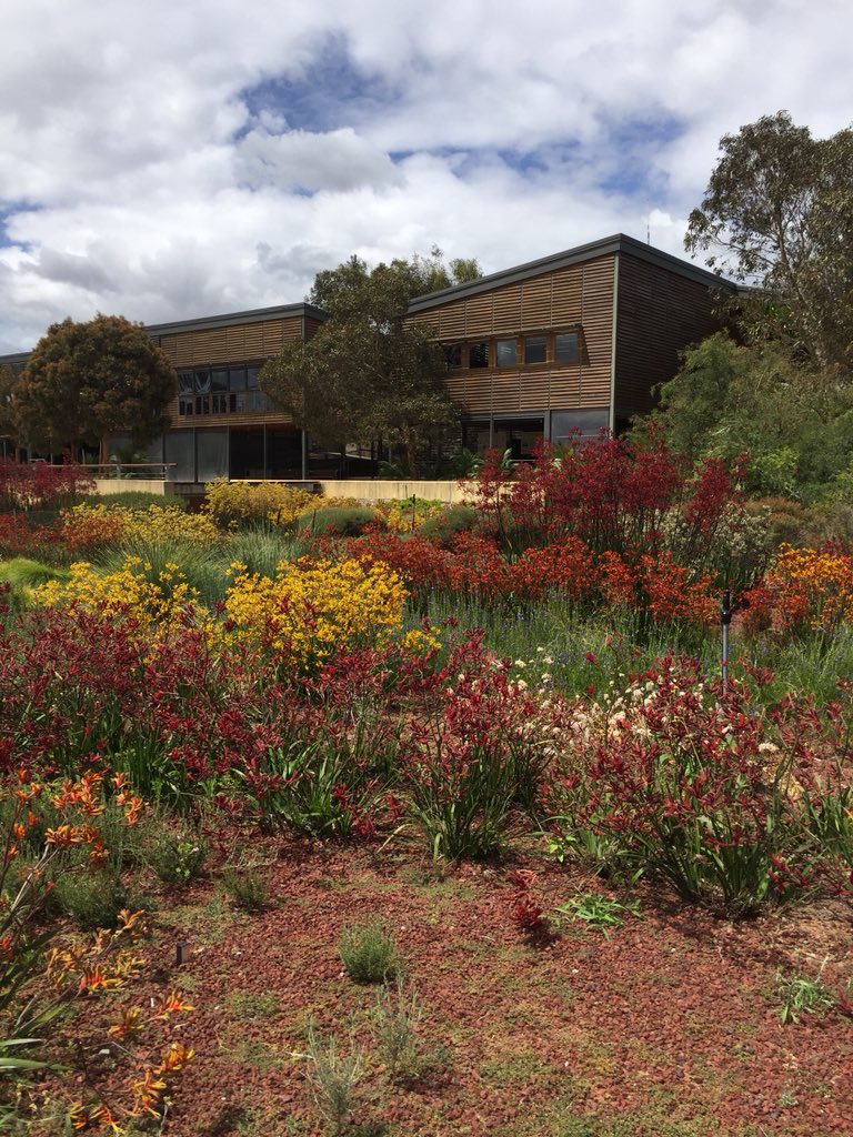 Amazing colours #Australianplants #native @RobHardyPlants @hardyplants