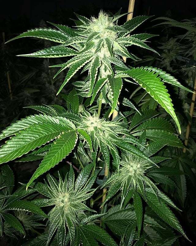 loompafarms's tweet photo. I guess it's safe to say, she's withstood the test of time π #UnderdogOGForTheWin
#Repost @purenorthcoastnaturals
γ»γ»γ»
Loompas Headband aka Underdog OG in Week 4
#LoompasHeadband #UnderdogOG #Chem #OG #Classic #LoompaFarms #OrganicCannabis #SonomaCo⦠https://t.co/Dr2dhIP2qL https://t.co/CrV5bBpu54