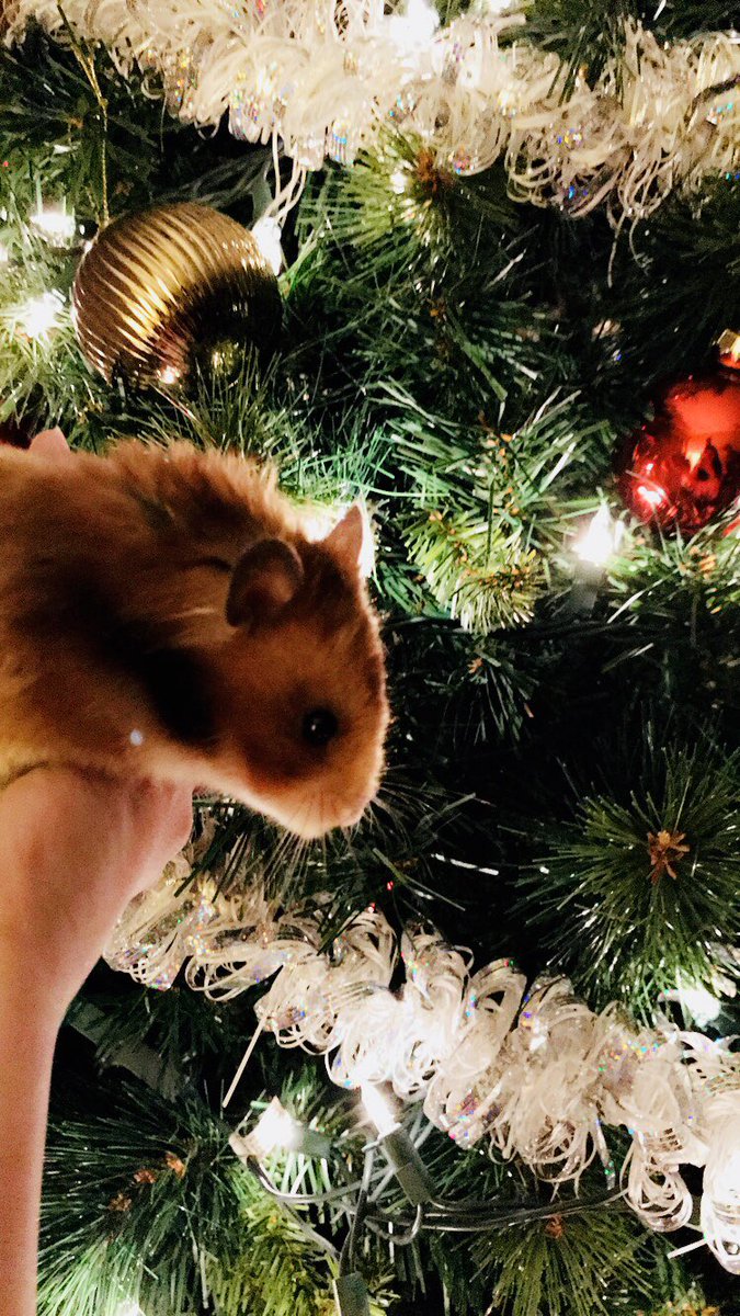 cshappyending's tweet photo. Thanks @Jenna_Marbles and @JulienSolomita for inspiring me to adopt this little guy from a family who didn’t want him anymore. I love him so much and I’m so glad I got him.😊 (p.s. his is name julien...wonder where I got the idea from...😂) https://t.co/gi9y4yIDKl