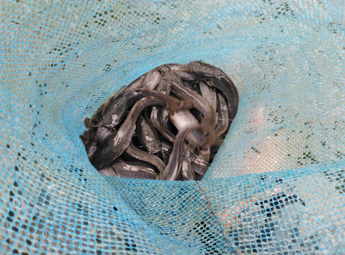 satriyo anggoro tweet media