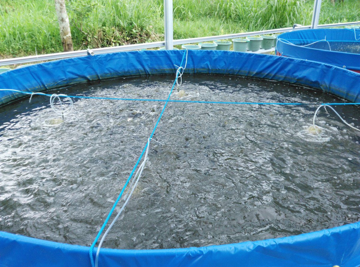 satriyo anggoro tweet media