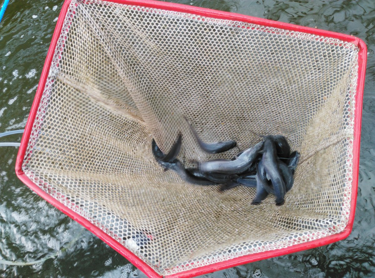 satriyo anggoro tweet media