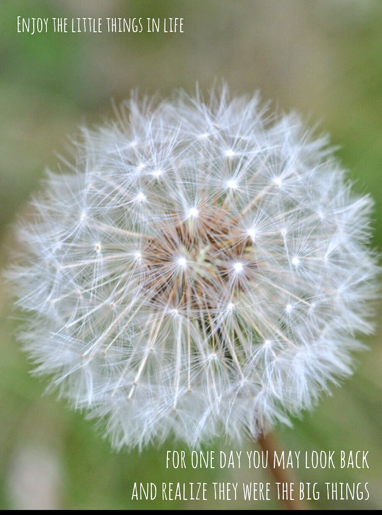 In_My_Nature's tweet photo. Daily inspiration from #nature https://t.co/9A2WW2ifME