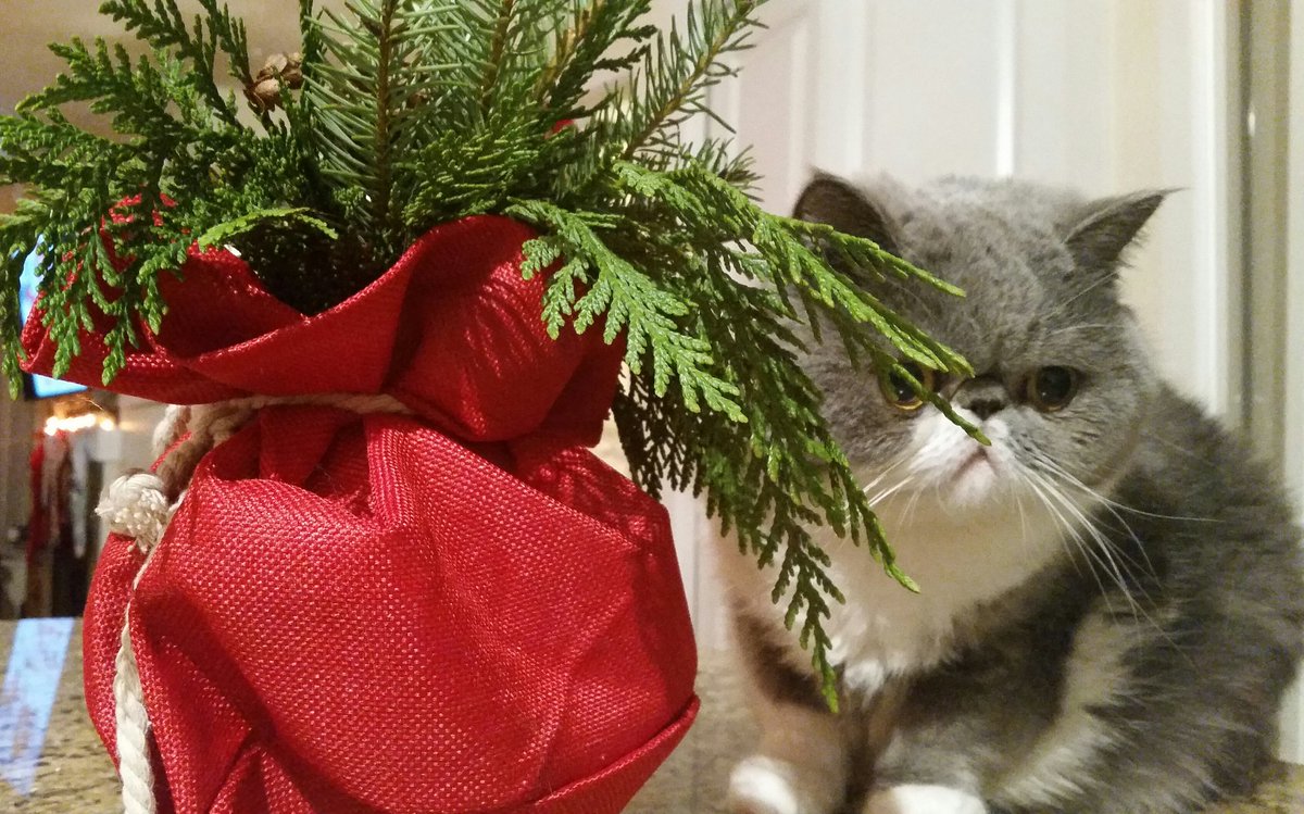 CatPupa's tweet photo. Ready for #Christmas  happy holidays friends 😻😽⛄🎄🎄#cats #CatsOfTwitter https://t.co/Rrvd3Gu5gu