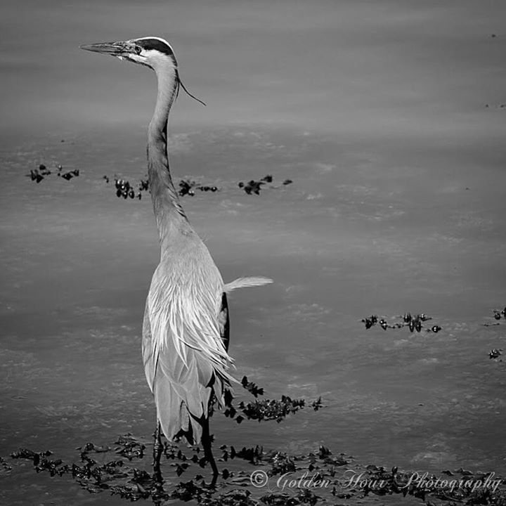 GoldenHourPics's tweet photo. Solitary thinker 🤔
.
.
.
#yyj #vancouverisland #heron #wildlifephotography #wildlife #wildlifeplanet #blueheron #naturephotography #nature #blackandwhitephotography #westcoast #bc #explorebc #discoverbc #sharecangeo #goldenhour   #tourismbc https://t.co/H7tJKHsMnp