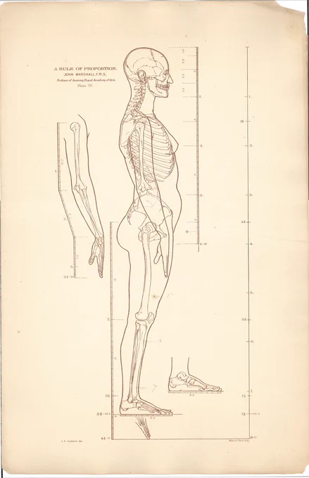 ヒール靴が足に影響に与えるにも関わらず、使用され続けている理由の1つは、プロポーションにあるのではないかと考えている。足を底屈させ、爪先立ちになると、7.5頭身が8頭身に近づく。ジョン・マーシャル『プロポーションのルール』(1879)。筆者蔵。#美術解剖学 