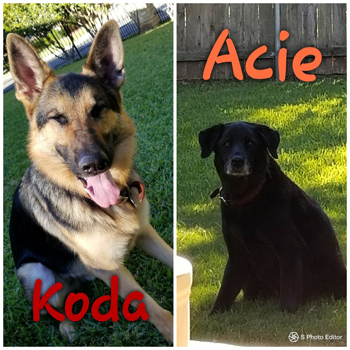 Pawsomepetsit's tweet photo. Give a warm Pawsome welcome to Acid and Koda. Such personality we already heart these guys. #dogsoftwitter #germanshepherds #labsoftwitter #gsd #petsitterlife https://t.co/QBr29hXD1k