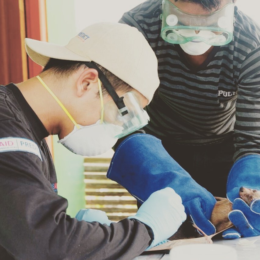 paulus_enggal's tweet photo. Bats is one of the "high-risk" animal, those with high contact rates with people and/or relatively high numbers of shared #zoonotic #Viruses between #animals and #people.
#ept2 program helps to #Prevent #detect and #respond to #emerging #infectious and zoonotic #diseases https://t.co/D54gmuFHnu