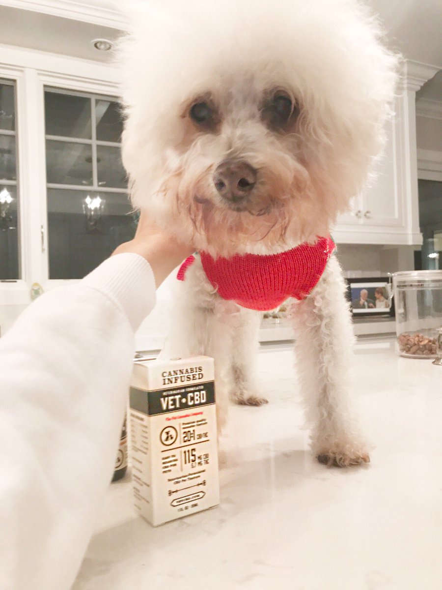 mariamenounos's tweet image. Time for baby to get her @VETCBD oil...it has been a game changer for her arthritis&amp;amp;helping keep her calm with senility issues.helpful for lots of things! #vetcbd