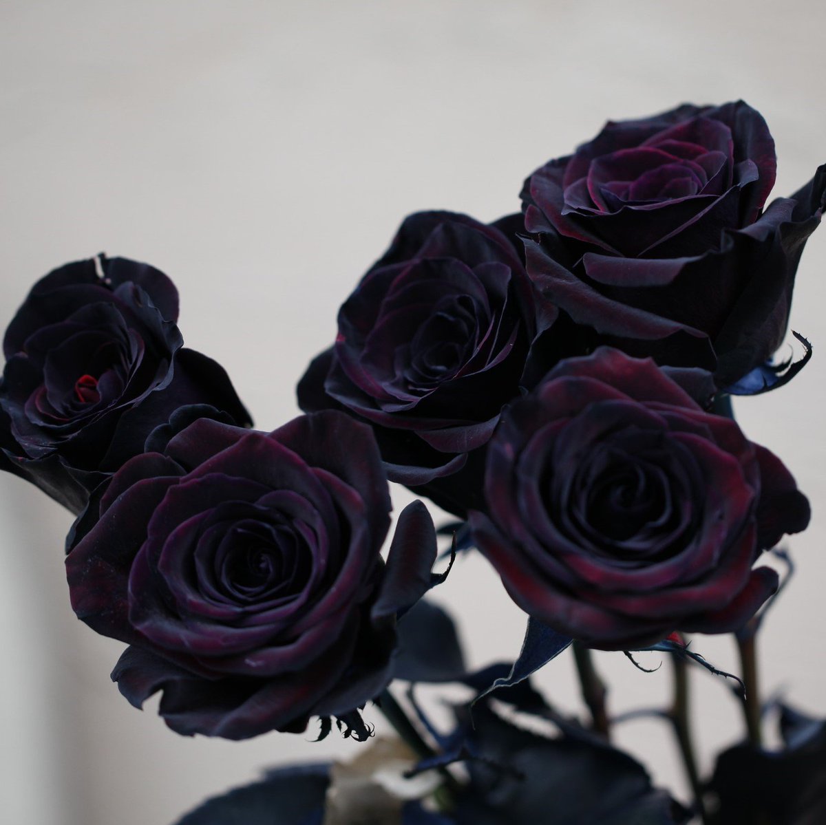 ローズショップ 黒薔薇 黒薔薇販売 T Co Ammywuhavw 0266 28 11 黒薔薇花束 黒薔薇アレンジ 黒薔薇ギフト 黒薔薇全国販売 黒薔薇通販