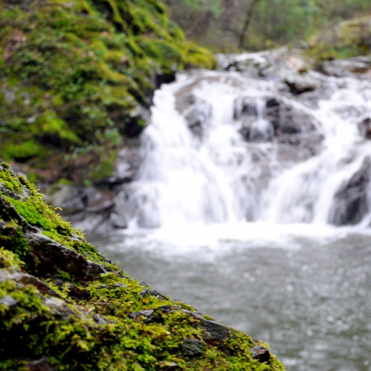 hellocampo's tweet photo. Want to find the best secret swimming holes around NYC? Campo can guide you there. Become an Early Bird for early access to our adventure camps and exclusive guides to the best nature around NYC.

#outdoorsnewyork #adventureny #naturelovers #adventurers #thegreatoutdoors #nyc https://t.co/rdNhoSuW6x