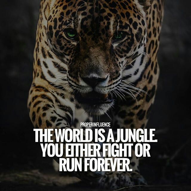 Jaguar Quote / Jaguar Quotes Collection Of Inspiring Quotes Sayings