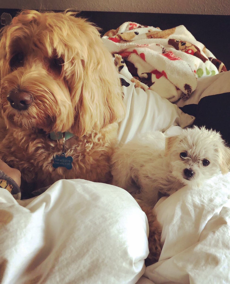 LovebugsRescue's tweet photo. Former @lovebugsrescue #marshmallow (right) settling in with her new #bff ๐ฏ
.
.
#lovebugsrescue #adoptdontshop #instadog #maltese #mixedmutt #orangecounty #california #happytails #dogstagram #tinytot #orphanedpuppy https://t.co/N2APZaK35Z