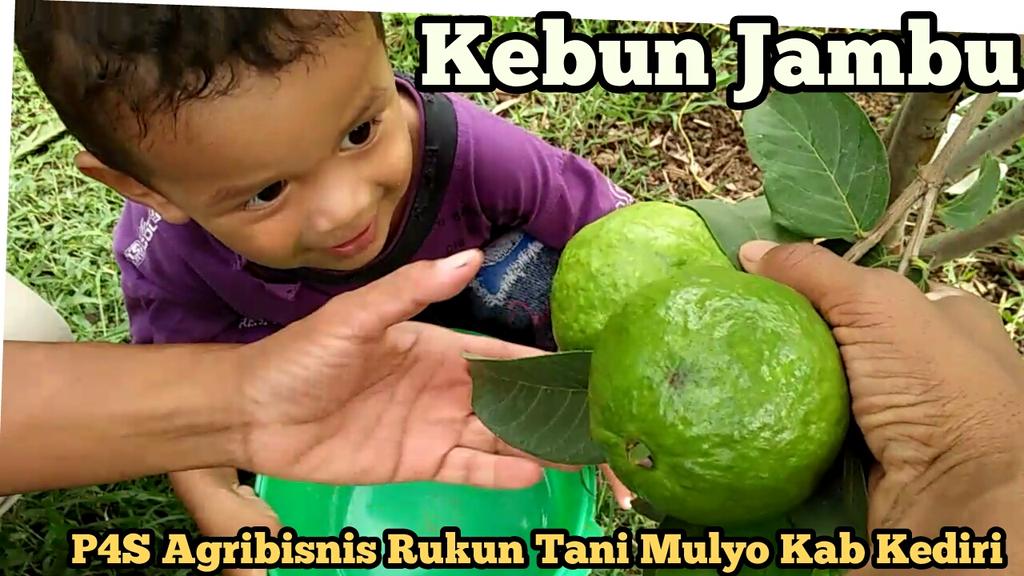 #PetaniMilenial
#BertaniKreatif
<a href="/badansdm/">Badan SDM</a>
<a href="/kementan/">Kementerian Pertanian RI</a> 
bertani kreatif salah satunya berkebun buah