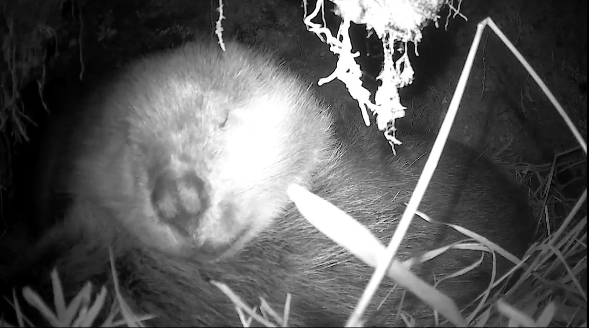 You can watch this sleepy beaver any time you like (like right now if you wish) on the LIVE <a href="/MendGlacierUSFS/">Mendenhall Glacier</a> #BeaverCam
youtube.com/watch?v=y4979E…