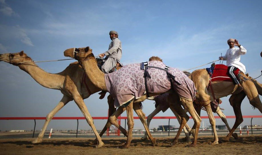 Camel racing dubai betting advice Camel racing dubai betting advice dnb means what in betting what does off mean