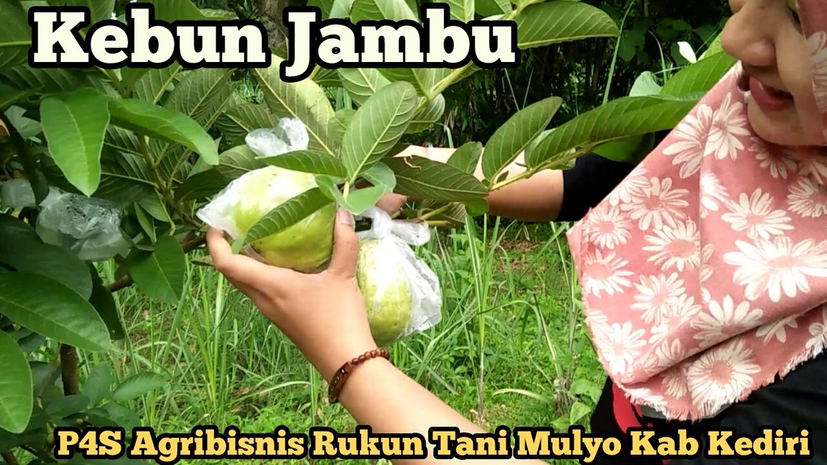 #Bertanikreatip 
#petanimilenial 
dengan kreatifitas membaca peluang pasar bertani jadi asik menjadi wisata edukasi