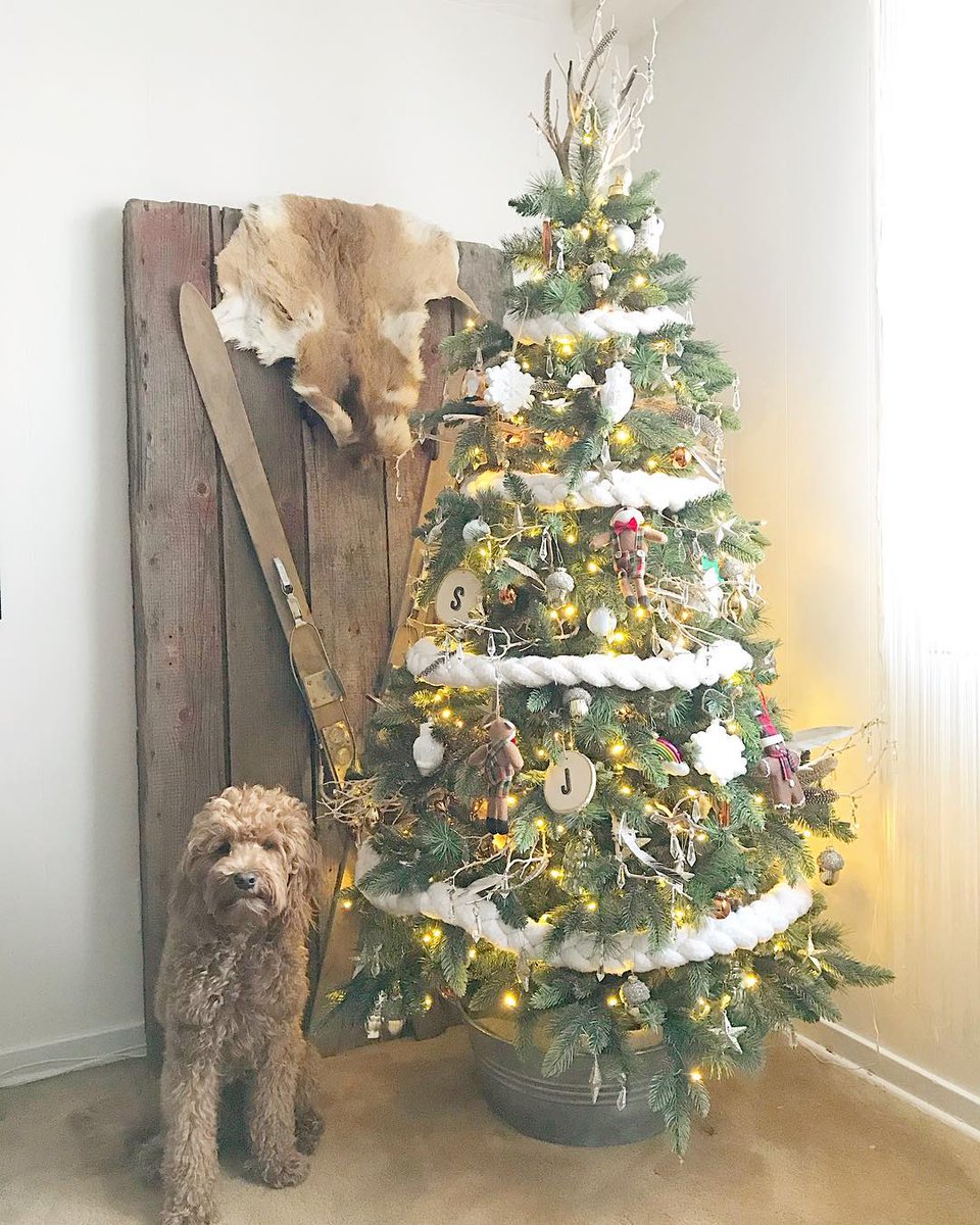 puplifted's tweet photo. 💬 I'm all ready for Christmas!! 🎄🐻 💬
- Toby

🔗 https://t.co/ZLAnVOgMVe
#️⃣ #labradoodle #christmas #christmastree #christmasdog #winter #dogsoftwitter #happyholidays #happyhowlidays #doglover https://t.co/X1CXbq45JH