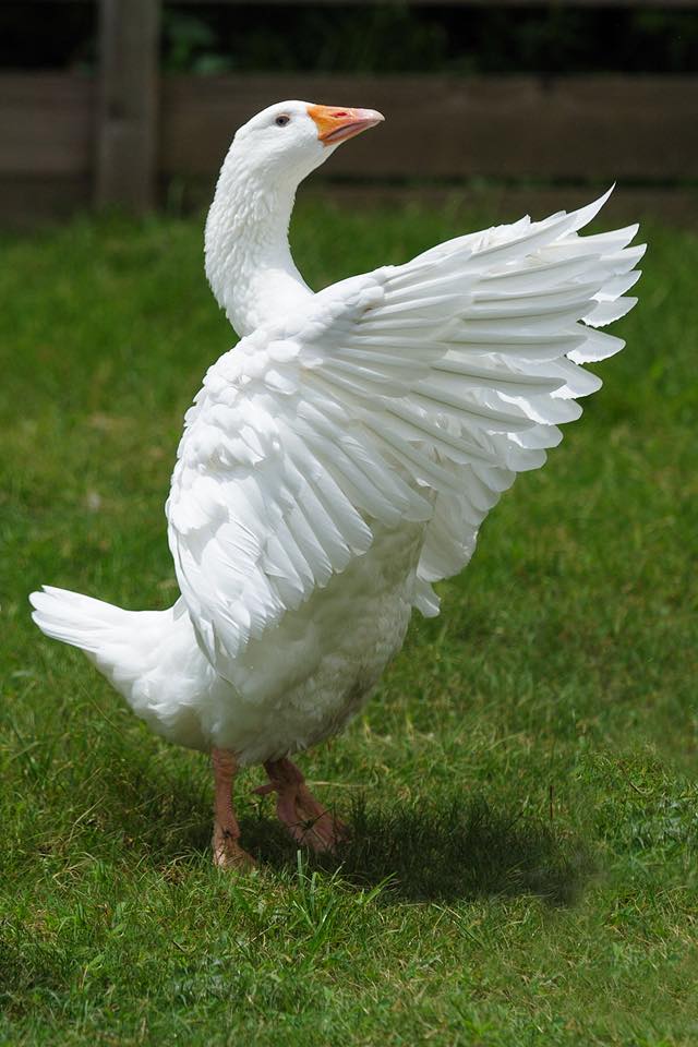 marewakefield's tweet photo. It’s Nomad's TURKISH TUESDAY!

“Your neighbors chicken will appear to be a goose”

Guess what it means

#TurkishTuesday #TurkishProverbs #MarriedToATurk #Love https://t.co/SulwKINUoX