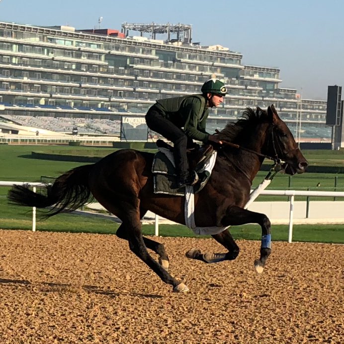 RacingDubai's tweet photo. Group 3-winning stayer &amp; 2017 Carnival conqueror ZAMAAM strong in his Wednesday morning gallop for @ShadwellStud &amp; @echarpy. A fine 5th in last season’s G2 Dubai Gold Cup. https://t.co/obrnzOkrVU