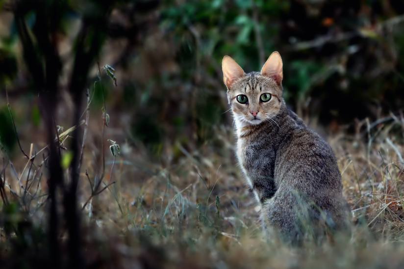 Kattenconsult's tweet photo. Herken je deze kat?Elke huiskat stamt af van dit ras: de Afrikaanse wilde kat. Zie jij verschil? Dat is er ook niet.Elke katteneigenaar leeft met een mini wild dier in huis dat nog lang niet compleet gedomesticeerd is. Misschien dat we nu beter begrijpen dat spel noodzakelijk is https://t.co/mt4q5uZY6I