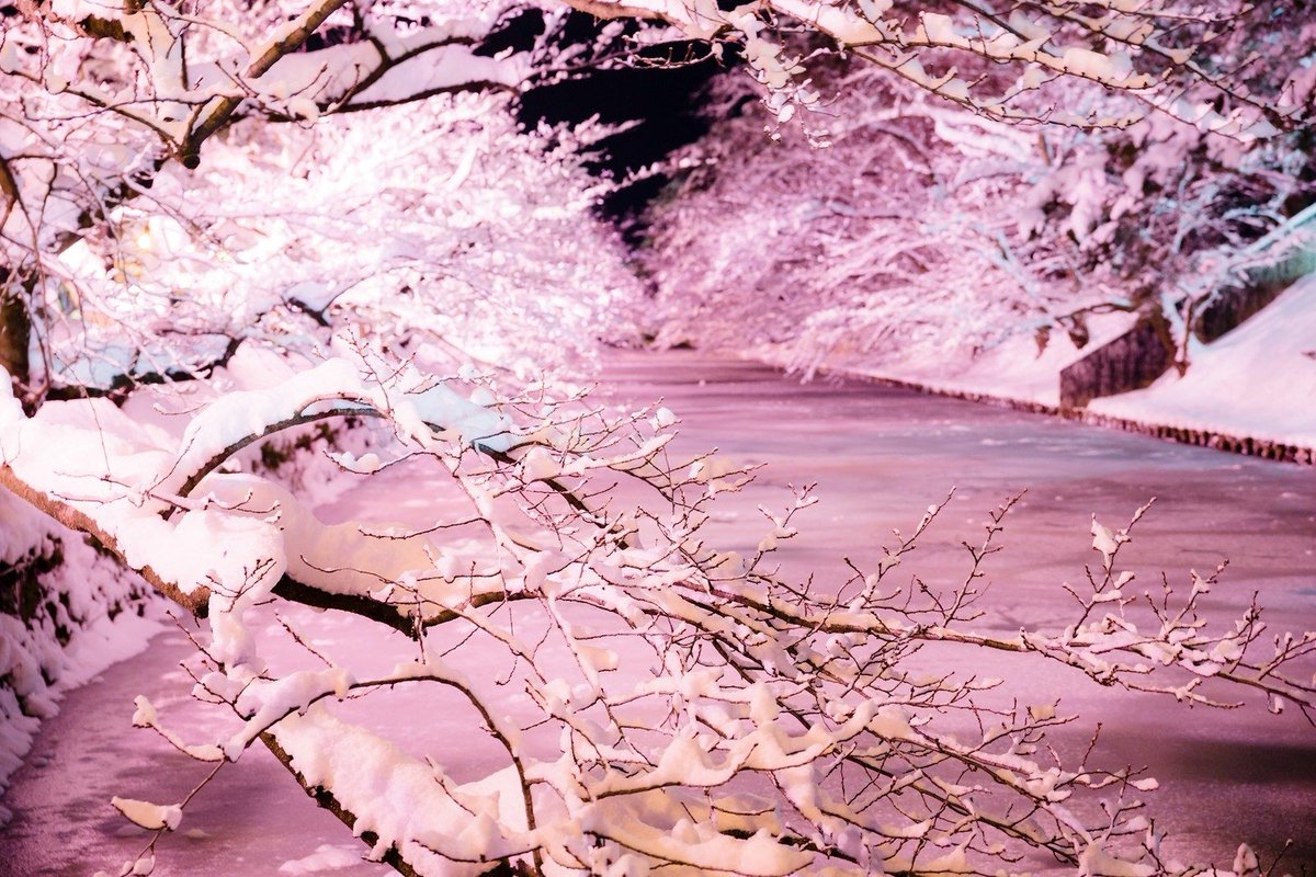この冬の旅行先、決まりだ〜✨ 👉真冬に満開の桜!? 青森県弘前市で