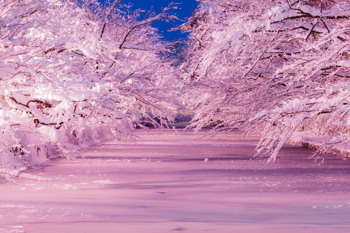 冬桜さま専用ページ この冬の旅行先、決まりだ〜✨ 👉真冬に満開の桜!? 青森県弘前市で