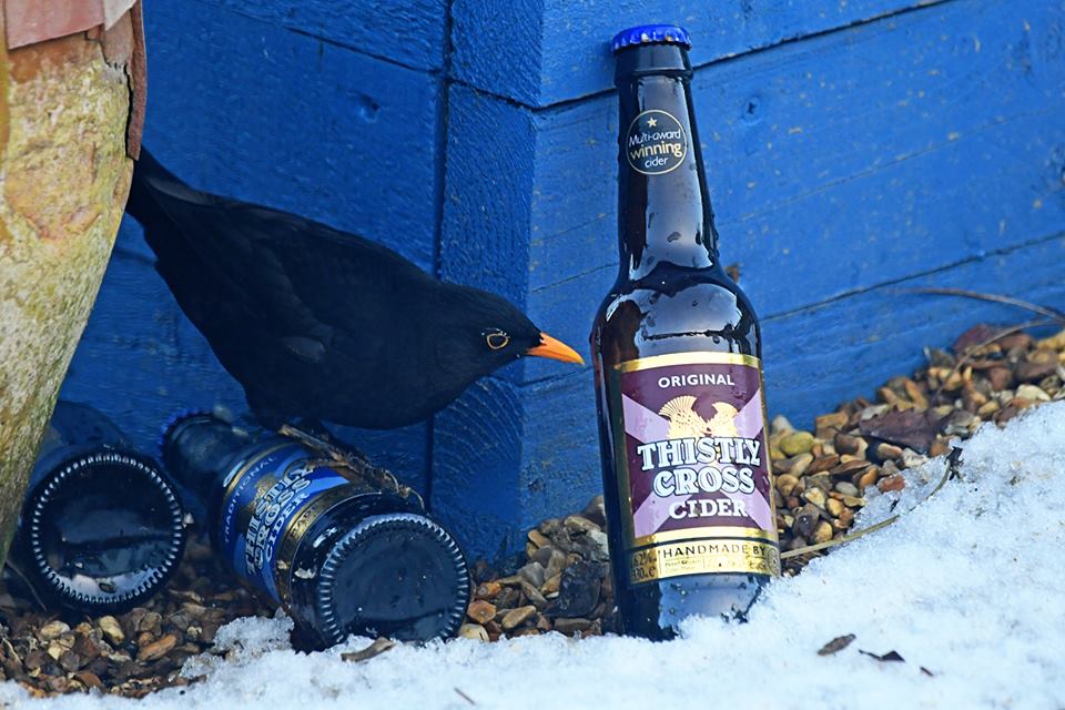 A blackbirds favourite drink is Thistly Cross Original cider... #WednesdayWisdom