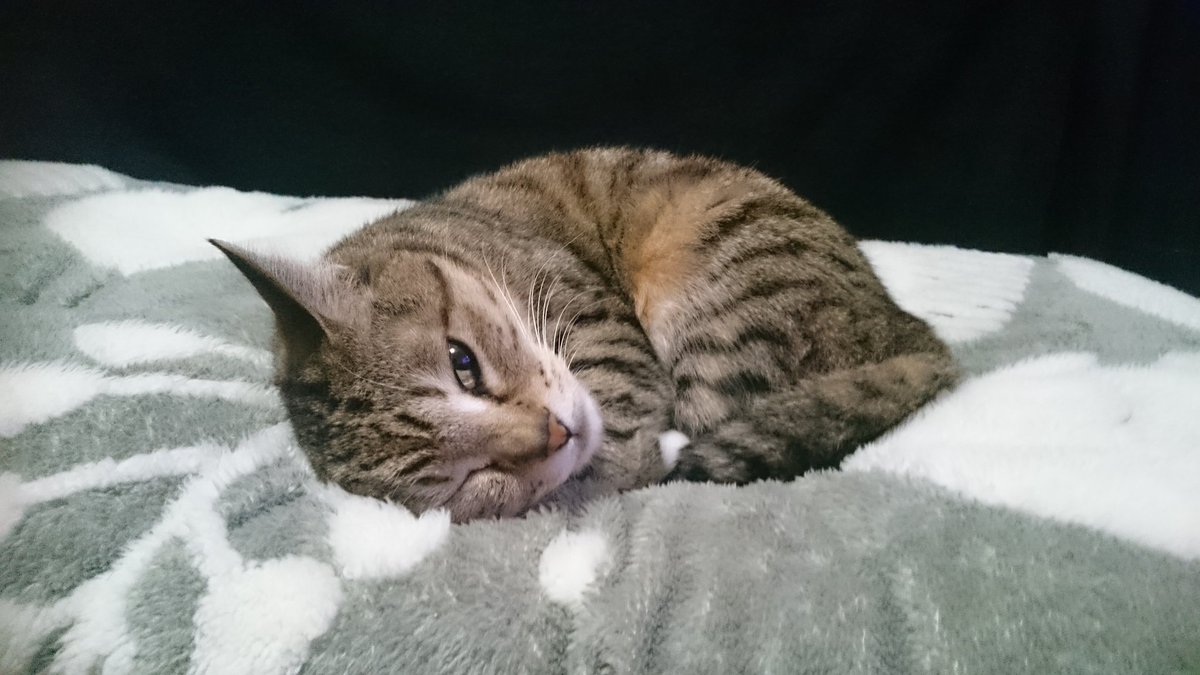 simasima3tomo3's tweet photo. (ФдФ)ｼﾞﾛﾘﾝﾁｮ
#シマシマ連合 https://t.co/SMzy10NguW