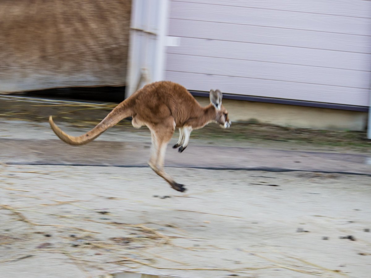 ニラオ カンガルーさんと言えばジャンプ 足が綺麗