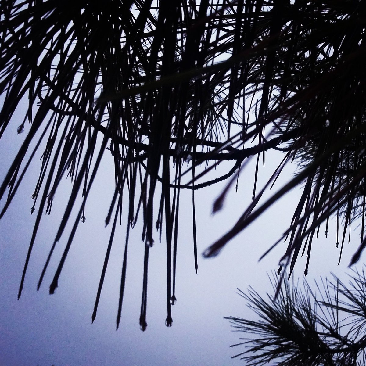 EmerBurg's tweet photo. ⭐Grey Day⭐#greyday #greysky #diagris #díagris #cielogris #lluvia #rain #naturaleza #airelibre #nature #asturias #paraísonatural #asturiasparaisonatural #émerburg #alasparavolar #wingstofly https://t.co/TiRTtJZB9P