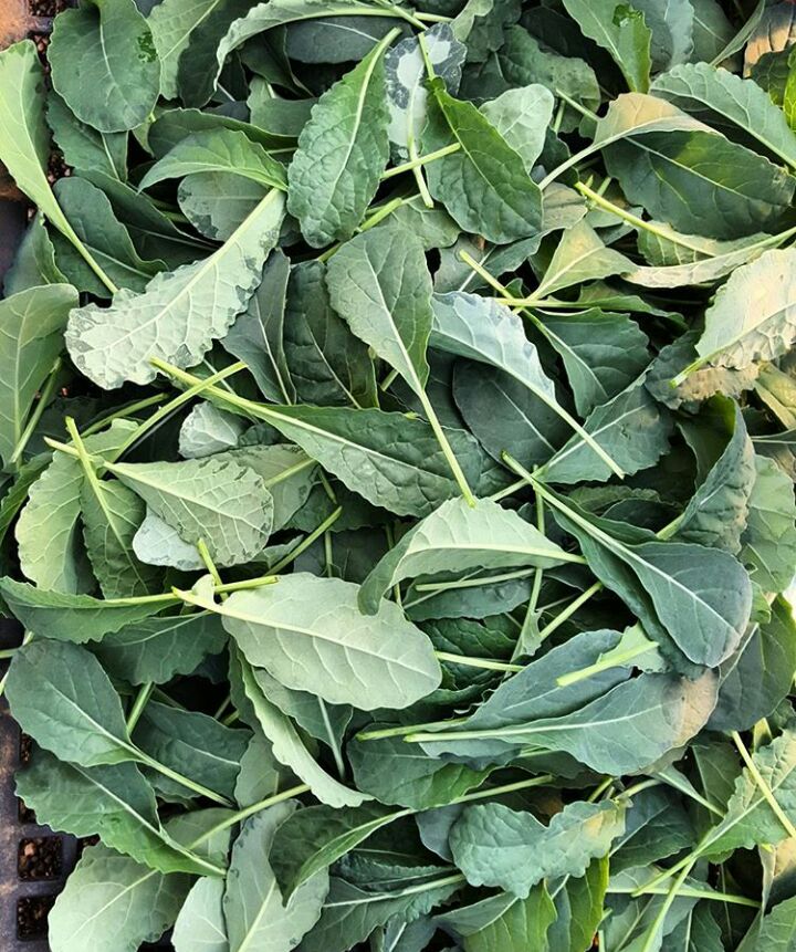 MadewithRural_'s tweet photo. Kale #MadeWithRural https://t.co/wfzLYZz93w