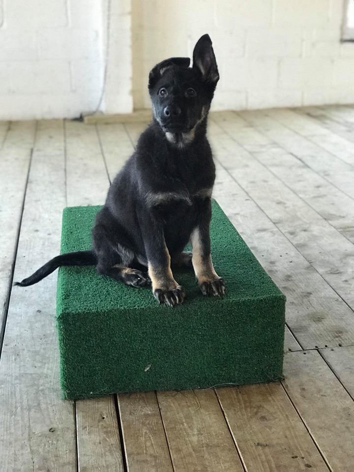 DDR_GUARDDOGS's tweet photo. Top of the top GSD pups for sale in our zero 2 hero program. All enquiries, please call 07904267317. https://t.co/DZcN5QilJu | #ProtectionDogs #GSD #Puppies #UK #Kent #DogTrainer https://t.co/WmxbhZSJCX