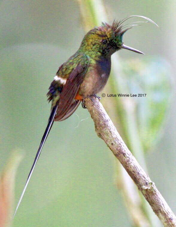 #malebootedrackettailhummingbird in Andean mountain forests of East Ecuador.  #bootedrackettailhummingbird #bootedrackettail #hummingbird #birds  #birders #birding #birdwatching #birdingtrip #wildlife