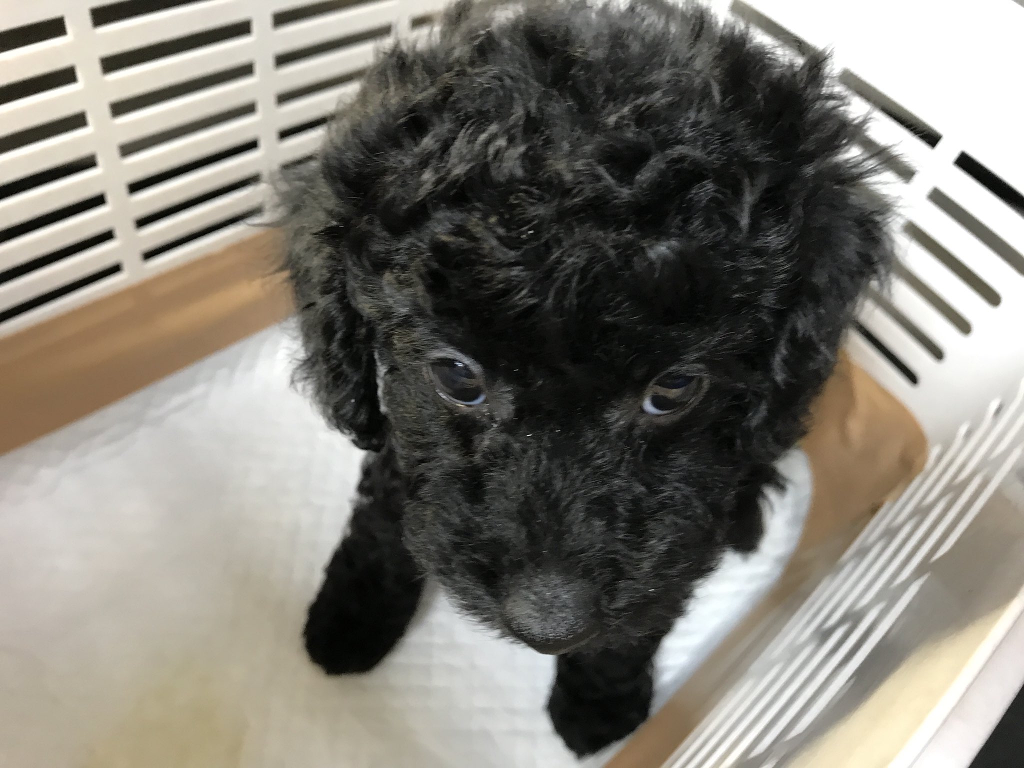 画像 キレていいかなああああああああ 私の愛犬 黒のトイプードル トベンと一緒鬱病じゃないし心に闇ないけど本物の黒の犬飼ってるよそれの何がいけない 本物の黒い犬を飼っ まとめダネ 画像 キレていいかなああああああああ 私の愛犬 黒のトイプードル トベンと一緒鬱病じゃないし心に闇ないけど本物の黒の犬飼ってるよそれの何がいけない 本物の黒い犬を飼っ まとめダネ