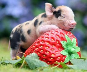 AUSSOCMIC's tweet photo. On the 8th day of Christmas my true love gave to me, a tiny little pig but it has Mycoplasma hyopneumoniae unfortunately #swinepathogen #microxmas #adhesinsforthewin #importantforagriculture #antibioticoveruse #8thdayofchristmas https://t.co/qHvZbTgfan