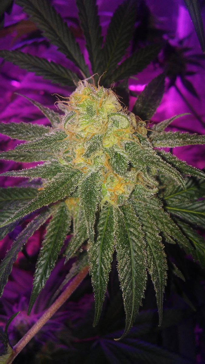 cmartin0725's tweet photo. This cali staple is outa this world. The terps are literally as of a thin mint cookie. Sweet sweet mint and dark earthy chocolate. Dense and abs frosty. Now all thats left is to smoke her! #GSC #thinmintpheno #S1 #bcbudseeds π«πΏ π«πΏ https://t.co/EHtFHZnFbd