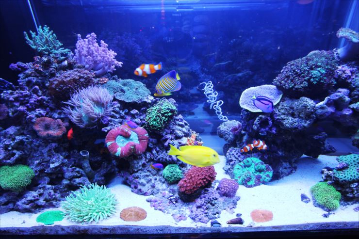 O Xrhsths On 44 Sto Twitter 偽物サンゴとか入れて ブラックライトとブルーライト照らして淡水の小魚入れて海水魚っぽく飼いたい 熱帯魚またやろうかな 水槽あるし O Xrhsths On 44 Sto Twitter 偽物サンゴとか入れて ブラックライトとブルーライト照らして淡水の小魚入れて海水魚っぽく飼いたい 熱帯魚またやろうかな 水槽あるし